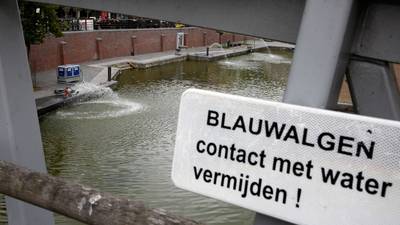 Blauwalg in water bij Van der Valk in Veenendaal