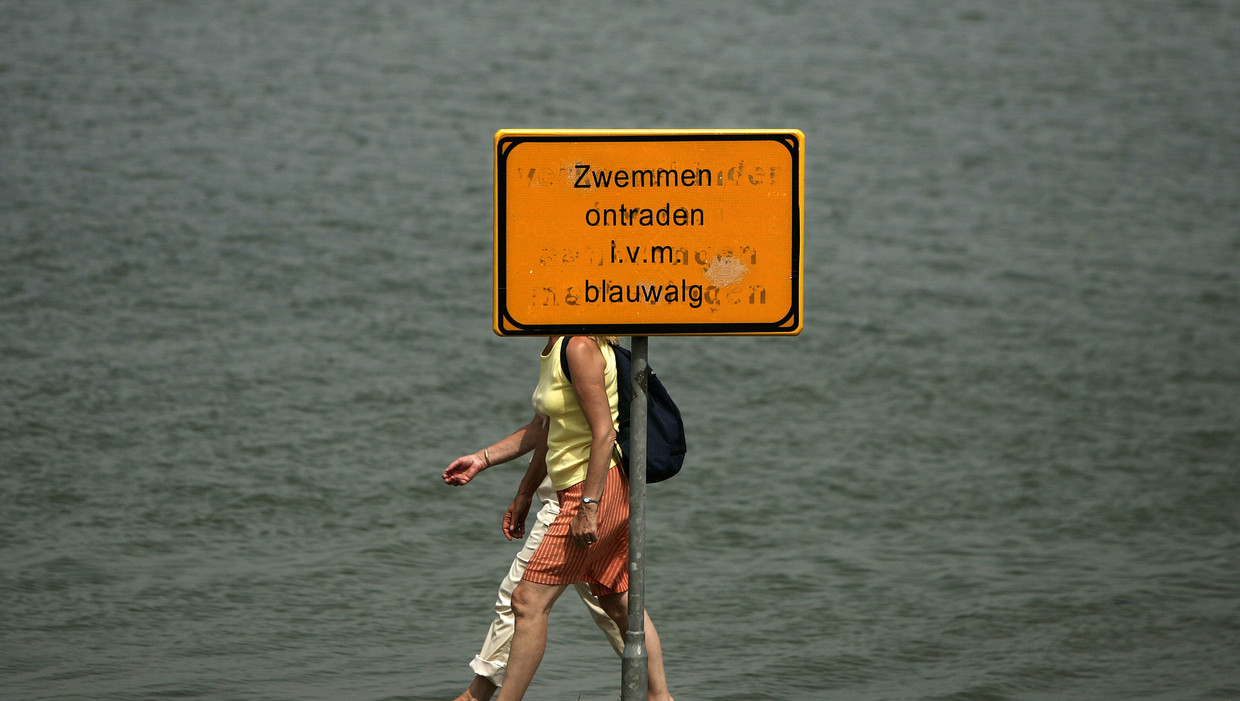 Ruim Baan Voor Ijverige Mossel In De Sloterplas Het Parool