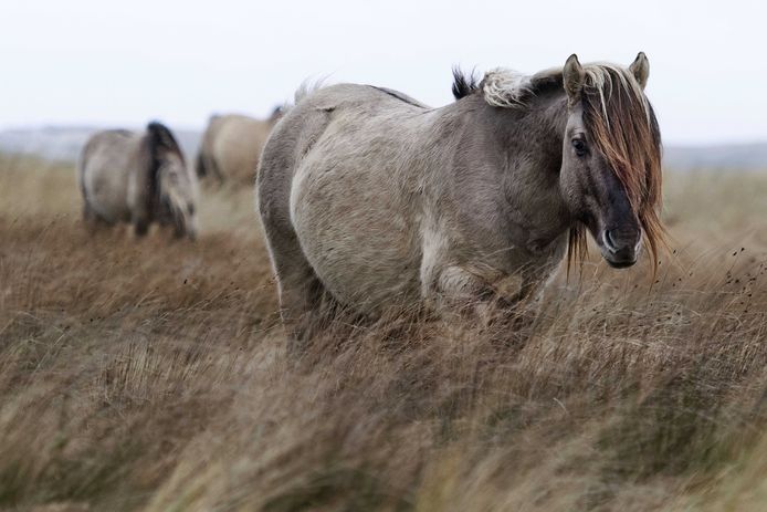 Uitgelezene Konikpaarden uit Flevoland ontlopen tóch de slager op Texel NU-16