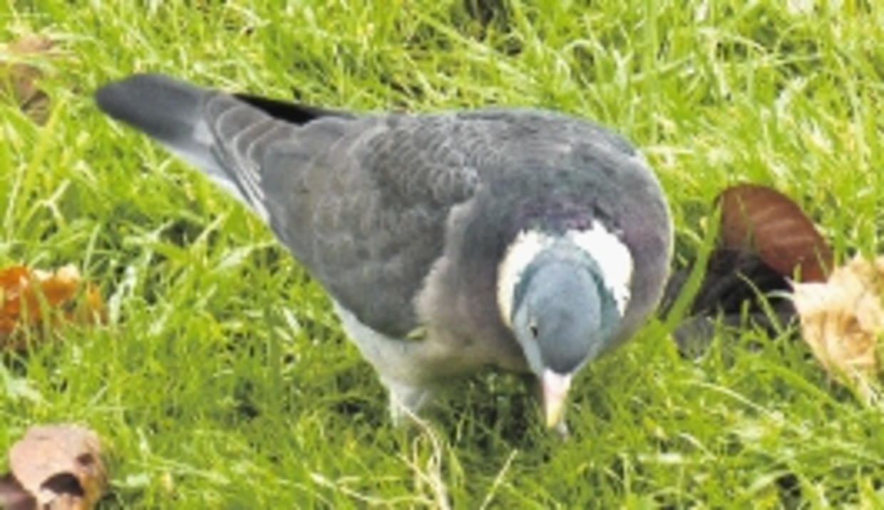 Koerende Duiven Trouw