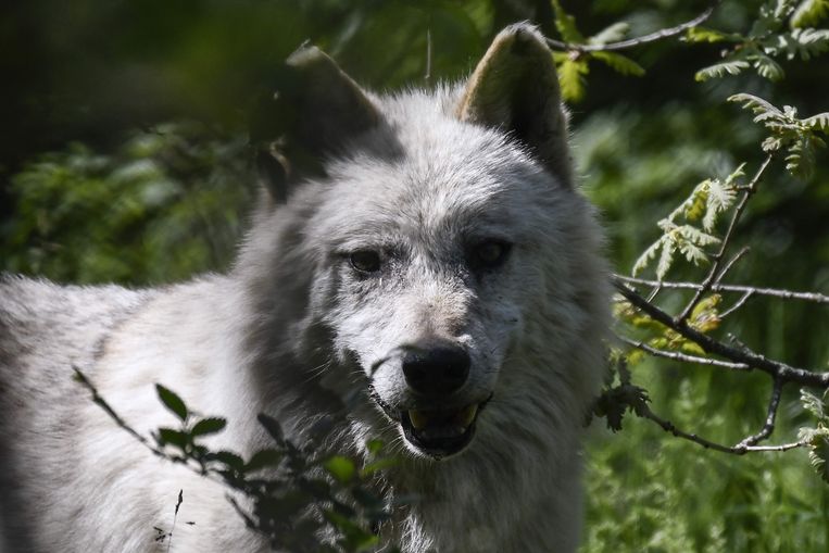 Schapenhouders willen geld voor'wolfwerende maatregelen' - Trouw