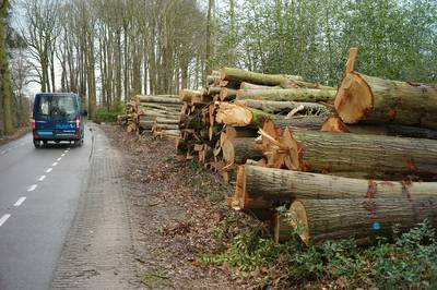 Verbazing in Saasveld: waar is het bos gebleven?
