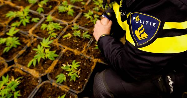 Hennepkwekerij ontdekt in Lobith: 560 planten in meerdere ruimtes