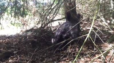 Veluws zwijn komt om van de honger