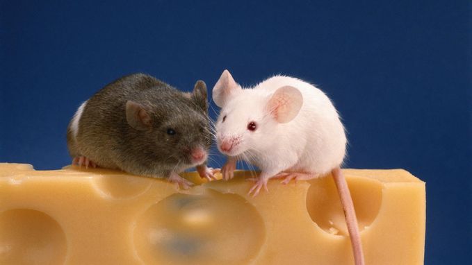 Opmerkelijk verschil rond agressie en seksualiteit bij hersenen van mannelijke en vrouwelijke muizen