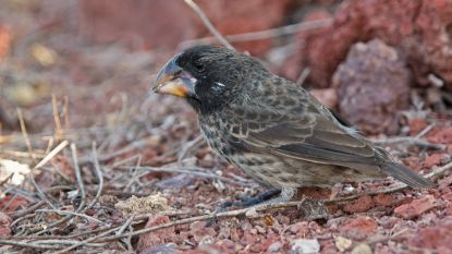 Primeur: uitgerekend vinken van Darwin demonstreren hoe snel een nieuwe soort kan ontstaan