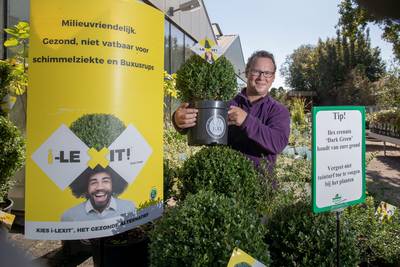 Hoe de buxusmot de regio nog steeds teistert: 'wij verkopen geen buxus meer'