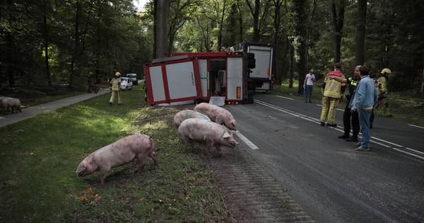 Veetransport kantelt tussen Den Ham en Ommen, 20 varkens omgekomen