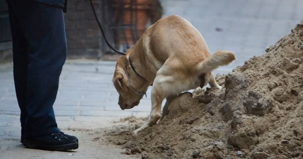 Neder-Betuwe houdt scherpe controles hondenpoep na klachtenregen