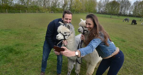 Zachte vacht voelen van alpaca's doet het goed als verjaardagscadeau