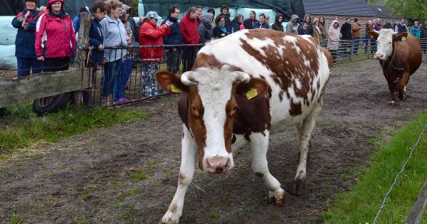 Lekker kopstoten tijdens eerste weidegang in Oploo | St. Anthonis - De Gelderlander