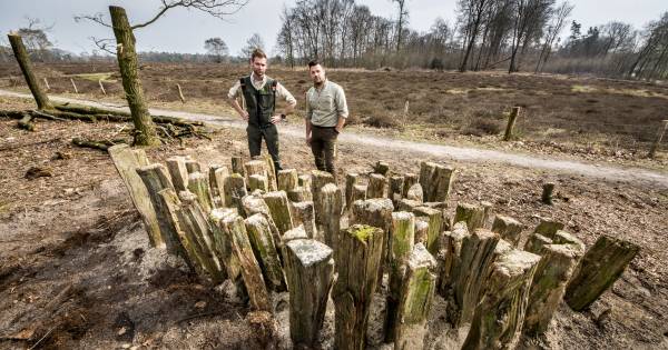 In het Springendal ligt een landingsbaan voor het vliegend hert
