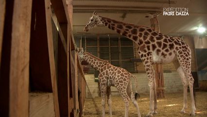1. Un girafon est né à Pairi Daiza