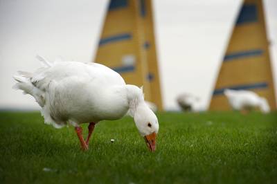 ‘Terrorganzen’ die mensen aanvielen Harderwijk uitgezet