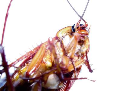 Kakkerlak dreigt onoverwinnelijk te worden