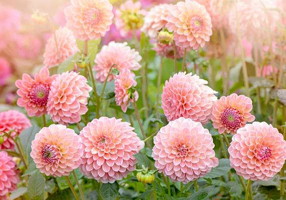 Déze snelgroeiende planten zet je nu nog snel even in de tuin