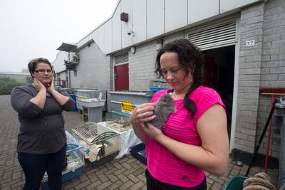 Plofkraak mislukt, cavia's ongedeerd