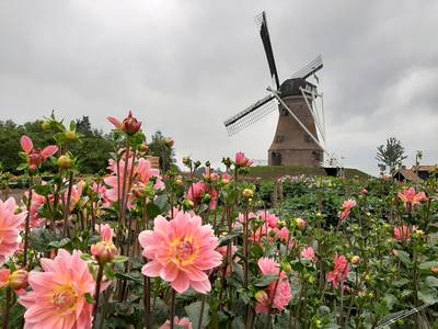 Rekken heeft geen bloemencorso, maar wel een fraaie dahliatuin