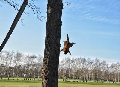 Brandweer komt om kat te redden, maar beestje redt zichzelf