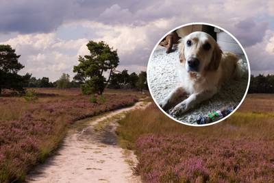 Blaffende hond redt vermiste vrouw (53) op Veluwse hei: ‘Bella is onze held’
