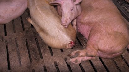 Naar buiten hangende ingewanden en gebrek aan hygiëne: zo gaat het er volgens GAIA aan toe in bedrijven die varkens kweken voor parmaham