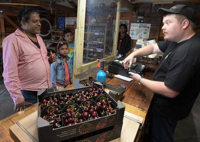 Betuwse kersenseizoen 2020 loopt op haar allerlaatste benen: ‘Het was echt niet normaal’