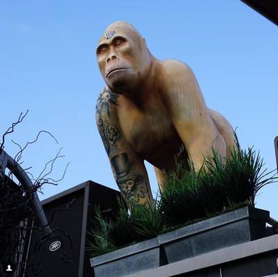 Londense politie onderzoekt gorillaroof hotel