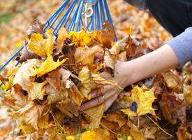 Herfstbladeren opruimen? Zó doe je dat in een handomdraai