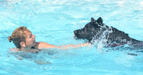 Honden nemen duik als afsluiting van zwemseizoen
