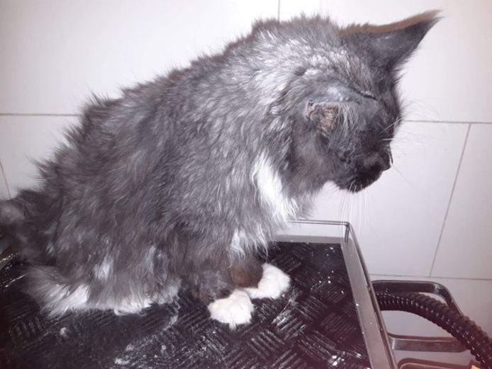 Kat die zijn eigen vacht niet goed schoon kan houden en genoodzaakt is om naar een trimsalon te gaan zodat hij gezond blijft. Ze ontving deze dieren voor de lockdown.