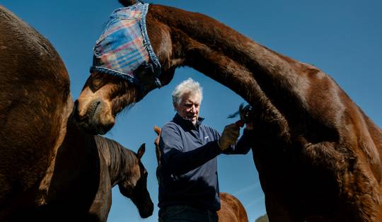 Als renpaard leefde Spider het leven van een topsporter. Nu moet hij als pensionado weer leren om een gewoon paard te zijn