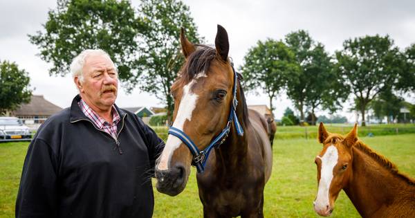 Beloning voor tip over mishandeling paard verdubbeld naar 2000 euro - De Stentor