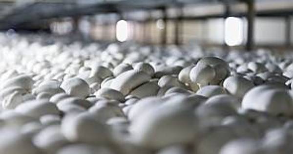Champworld failliet, maar blijft nog maand in bedrijf - BD.nl