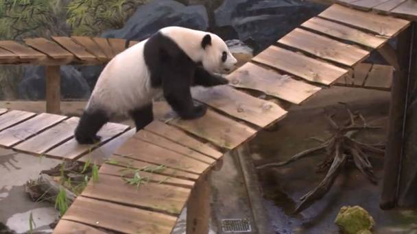 Het echte leven in de dierentuin