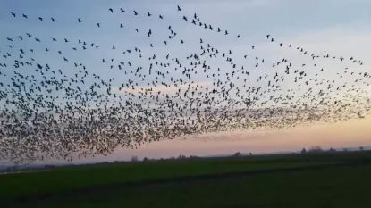 Duizenden ganzen die samen opvliegen: dat klinkt zo