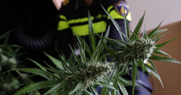 Perceel Nederwetten op slot na vondst henneptoppen 'Over de exacte hoeveelheid hennep doet de politie geen mededelingen.' . #iemandmoestJosefKbelasterdhebben