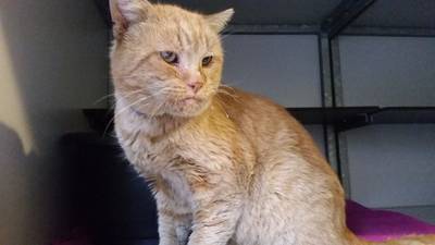 Reizende kat Rudi gaat terug naar Hongarije