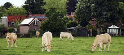Koeien kunnen toch de wei in: ‘geen boete voor de boer’
