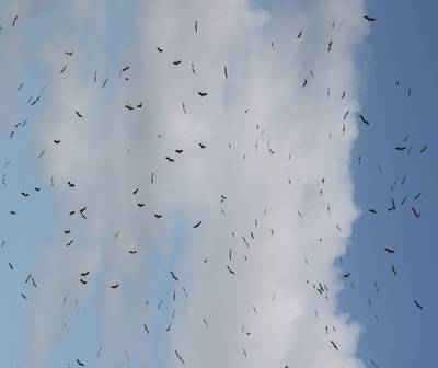 Honderden ooievaars domineren de lucht boven Baak en Toldijk