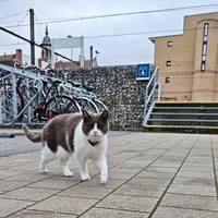 De ‘stationskat van Jette’ is niet zomaar een passant, maar zowaar een attractie op Google Maps