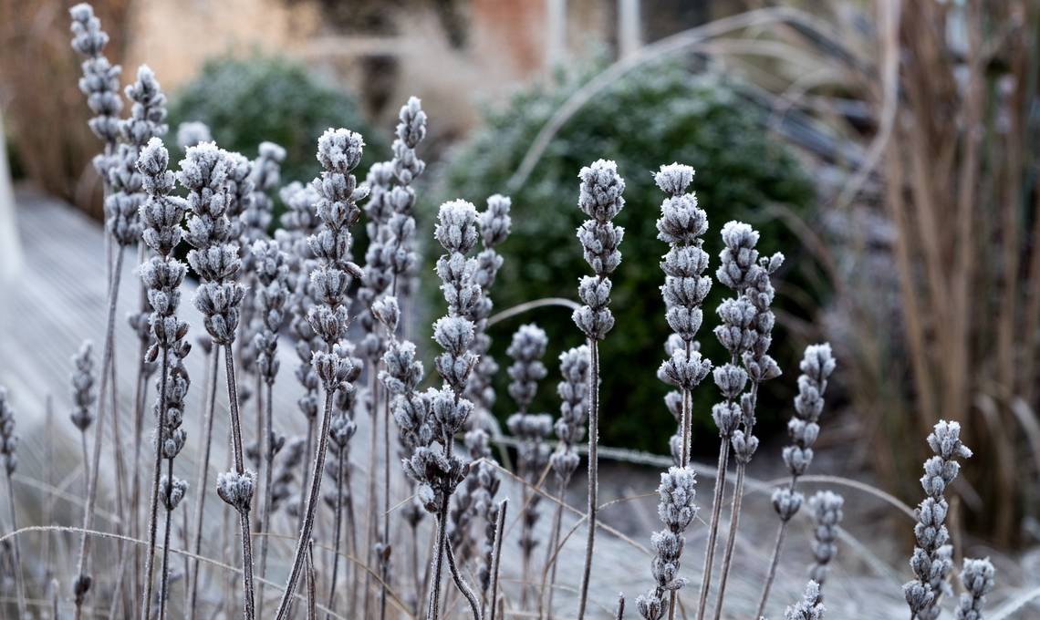 Van varens tot lavendel: deze planten zijn winterhard 