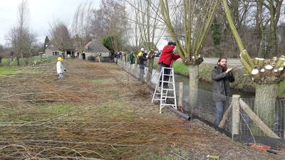 Hulptroepen voor de oerhollandse knotwilg tussen Veenendaal en Ede