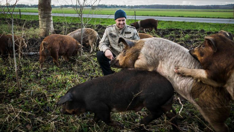 Het akkervarken: voor een lekker stukje vlees én een stukje landschapsbeheer - Trouw