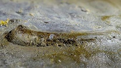 Fossiel van 530 miljoen jaar mogelijk oudste oog dat we ooit te zien zullen krijgen