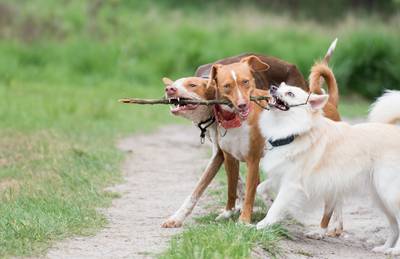 Nieuw hondenlosloopgebied bij Harskamp