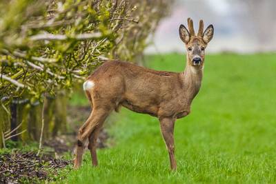 Utrechtse gemeenten waarschuwen voor overstekende reeën