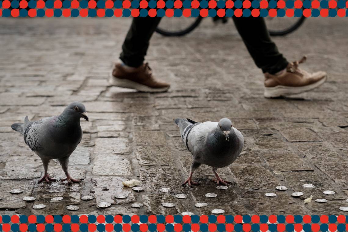 Wat moet Gent met zijn duiven? ‘Het is toch vreemd dat een progressieve stad als Gent zo’n wrede techniek toepast’