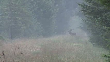 1. Wild van Dieren - 1