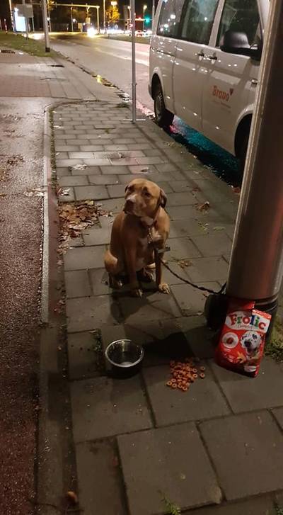 Jongen belt aan in de buurt om zijn hond weg te geven, maar laat haar aan paal achter
