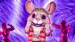 Chinchilla, stop alsjeblieft nooit